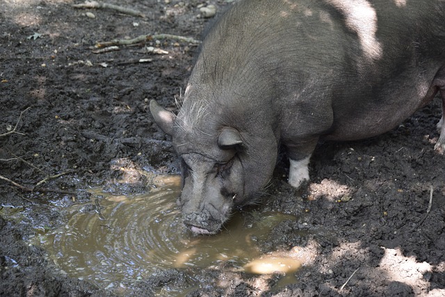 尼和泰国男 尼和泰国男